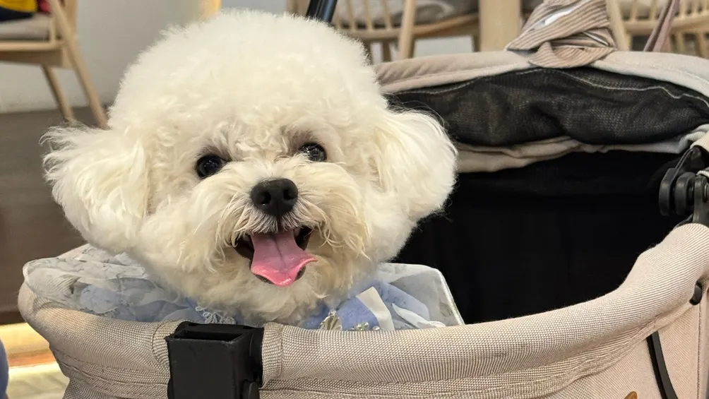 萩比和阿嬤的日常日記