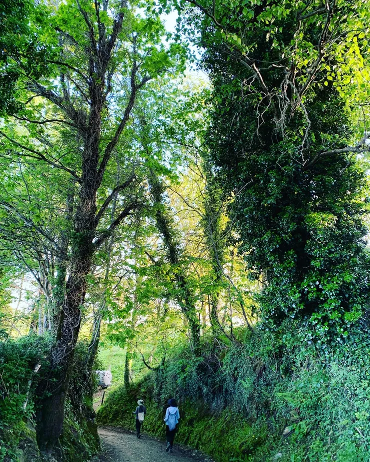 圖四:高聳入天的大樹