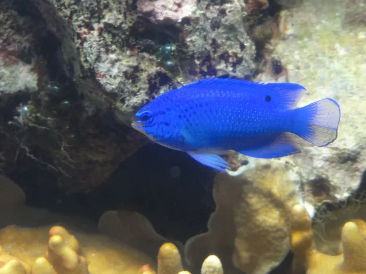 藍雀鯛身上的深色黑點具有誤導天敵攻擊的功用