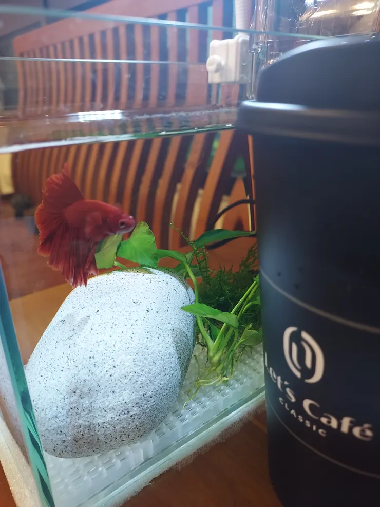 這是什麼龐然大物😱