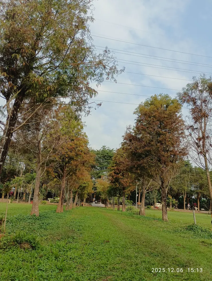 落羽松；巡古苑，錯身，羽松墜輕