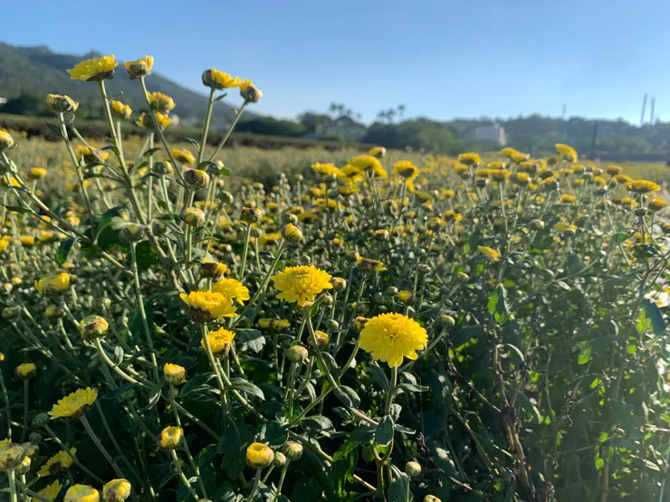 苗栗銅鑼的杭菊花季才即將展開，想去的朋友腳步要快