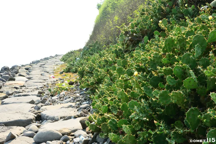 海濱步道旁長滿了仙人掌