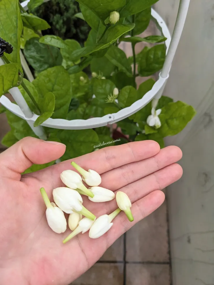 採摘即將綻放的茉莉花苞