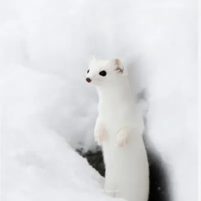 一隻白狸的沙龍