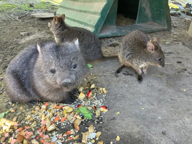 Enea 長大了，需要練習到戶外生活