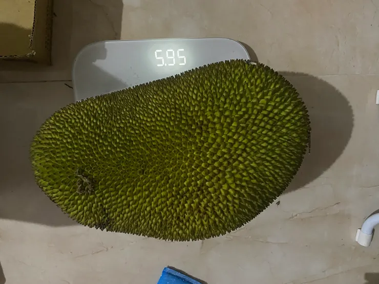 5.95 kg的菠蘿蜜，份量十足