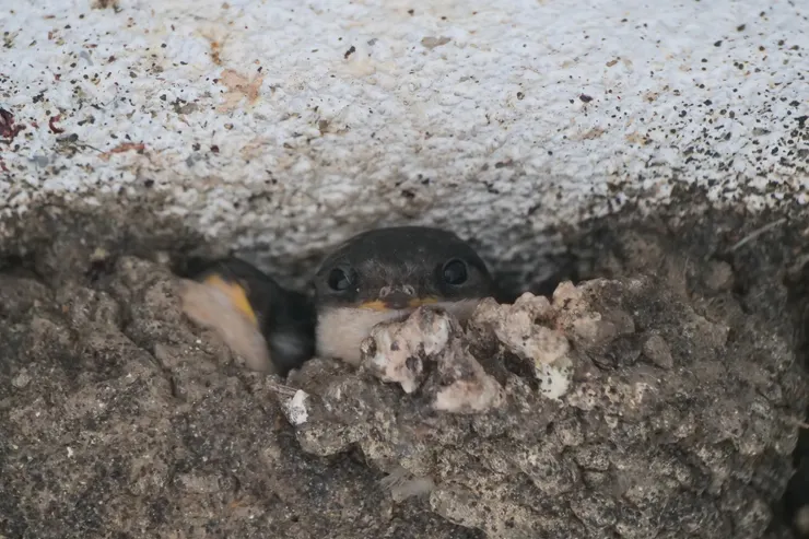 這樣子很像青蛙