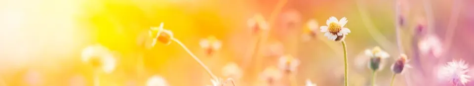 Lily Yang 人生引導師的沙龍