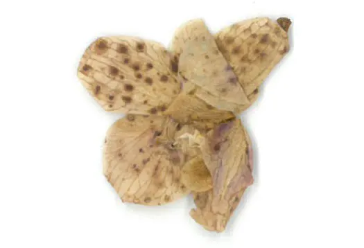 被菲比壓扁收藏的開幕花藝