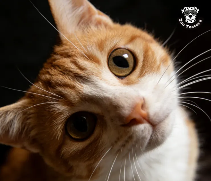 貓咪瞳孔裡的宇宙