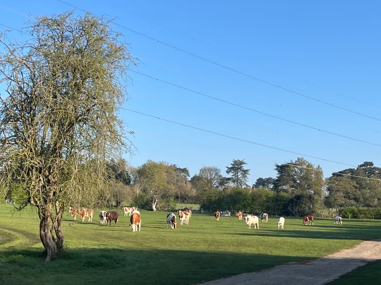 我打工換宿地點的的大草地。