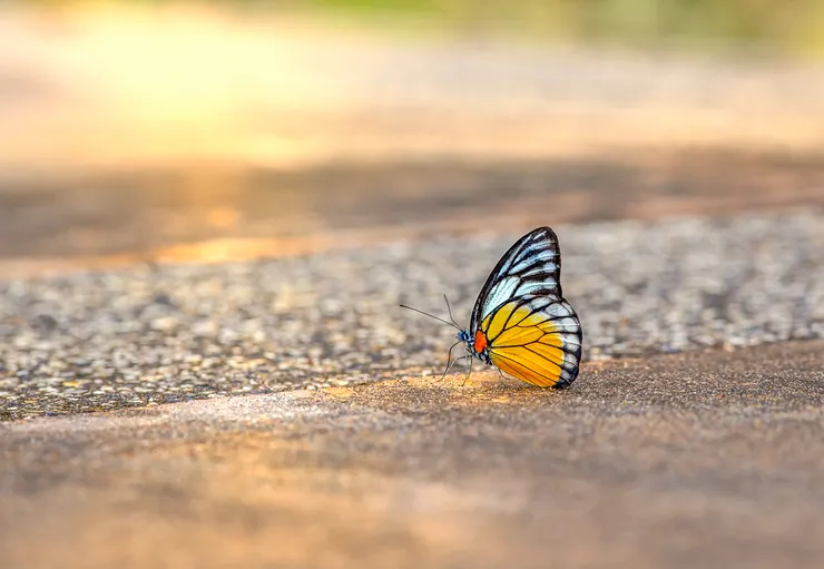 圖片來源：Pixabay