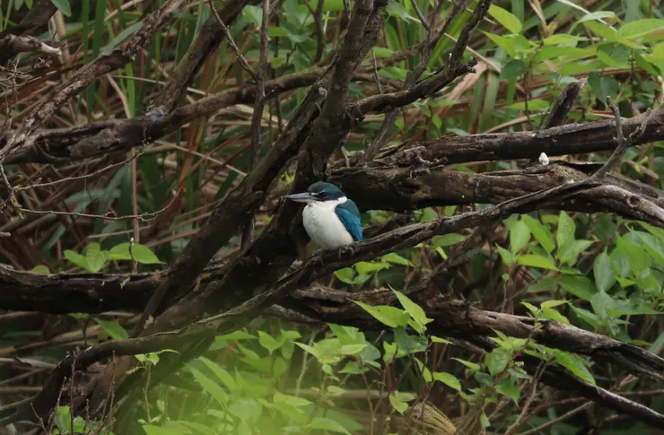 幾乎可說是闔家歡樂的白領翡翠