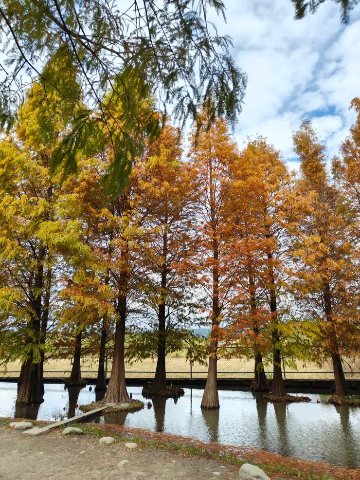 這裡的落羽松有各式各樣的高度