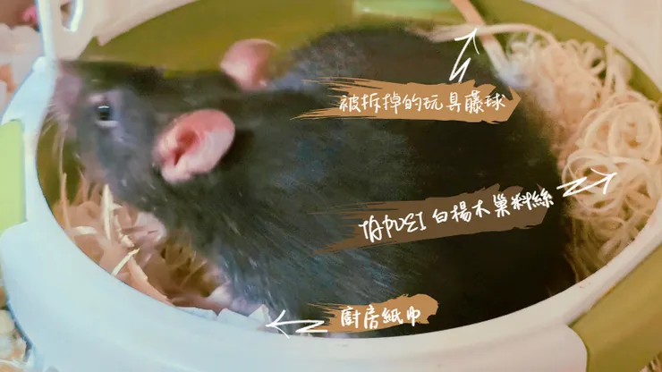 小黑自己造的窩