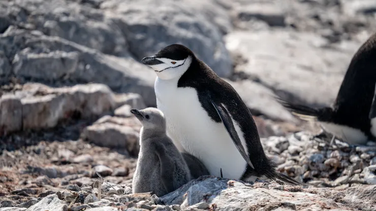 頰帶企鵝（Chinstrap penguin）及其雛鳥，Orne Island，Credit to Lena Bulych。