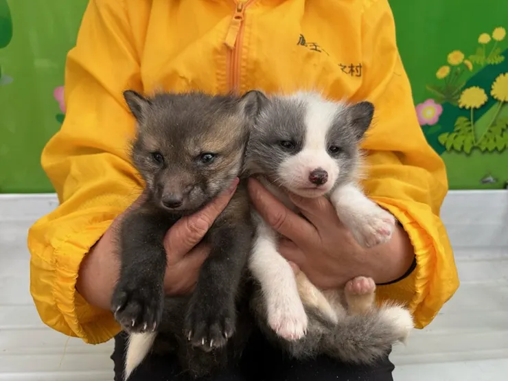 還有機會看到小狐狸喔