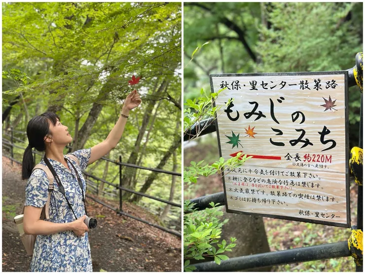 磊磊峽的楓葉步道,秋天來一定很美