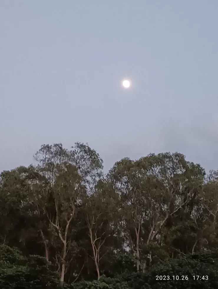 月娘飄搖~檸檬桉樹上方