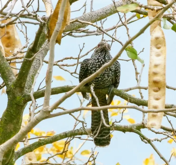 這是我的生母，噪鵑雌鳥