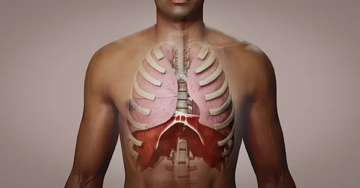 breathing anatomy