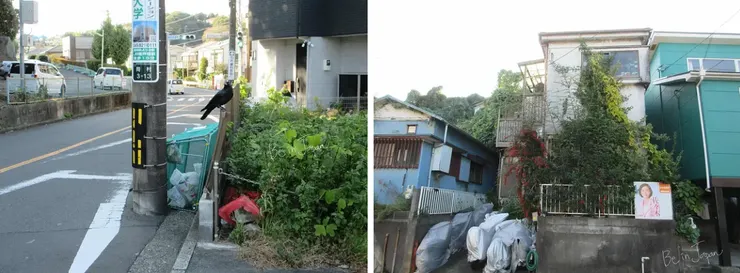 沿路上碰到一隻離我好近好近的烏鴉（左）。右側房子感覺要被葉子占滿了。