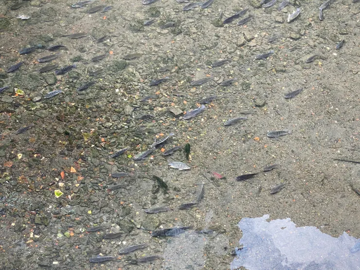 羅斯福路五段92巷萬盛溪明渠，溪水清澈，可見魚群悠游