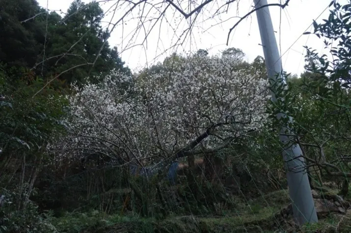 滿樹白梅，遍山生香