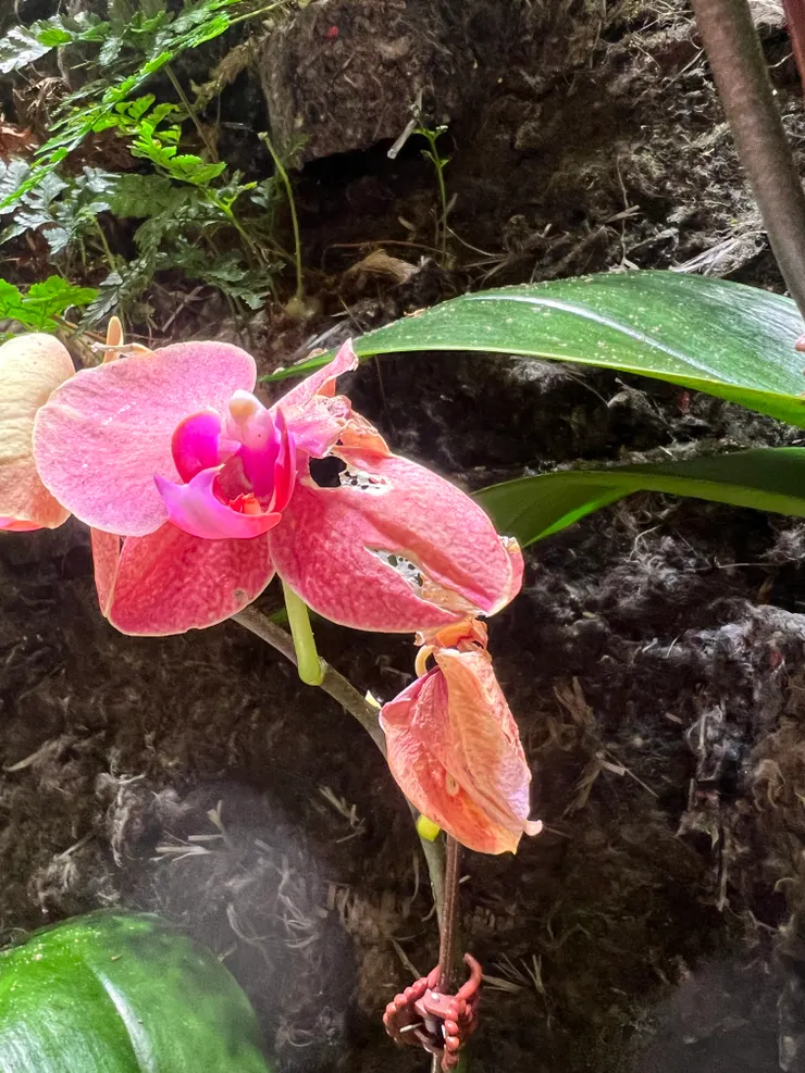 因為是真花，所以也會枯萎