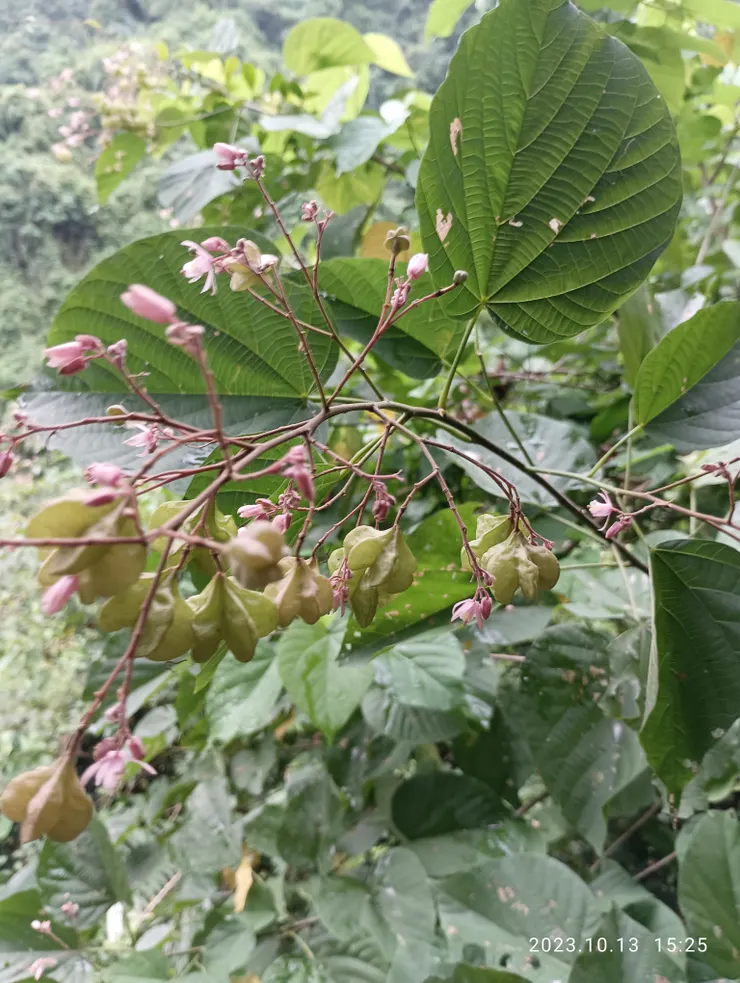 克蘭花紅入眼，自拍