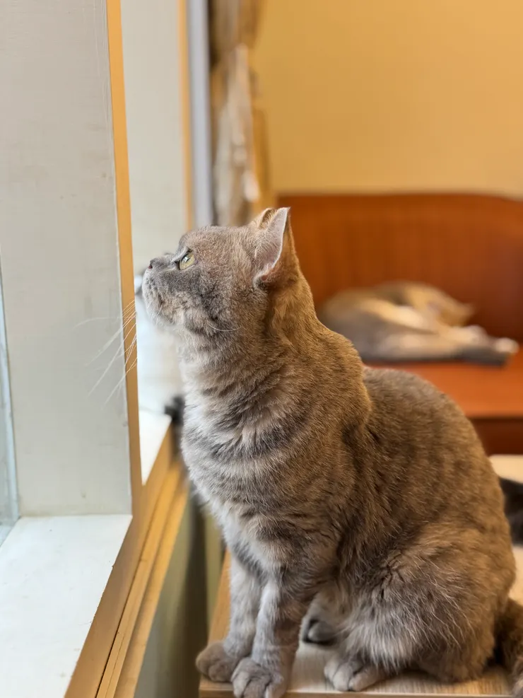 眺望遠方的側臉超純潔