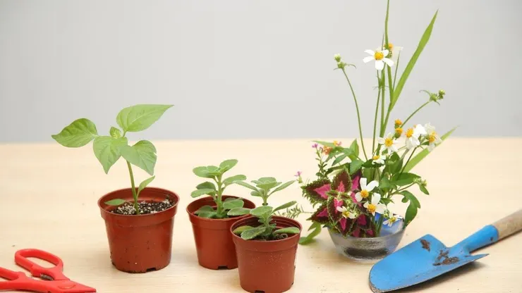 園藝治療適用各個年齡 (圖片引自連結內容)