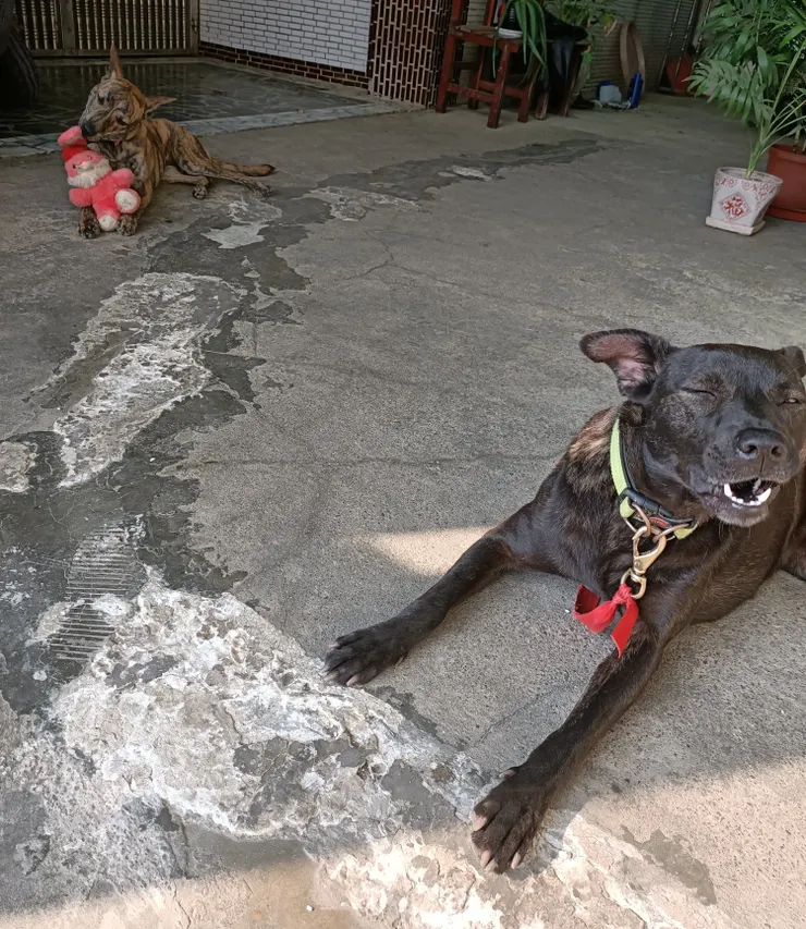 黑糖的表情，真的很好笑