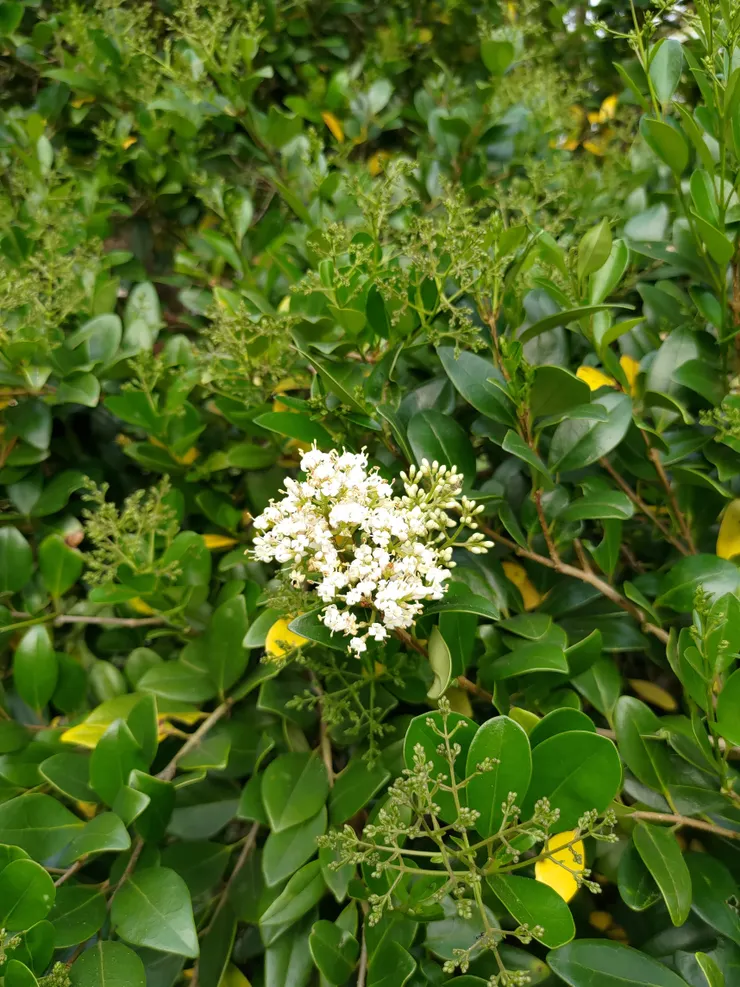 許多漂亮的植物藏於公園的角落,等待著誰去發現。