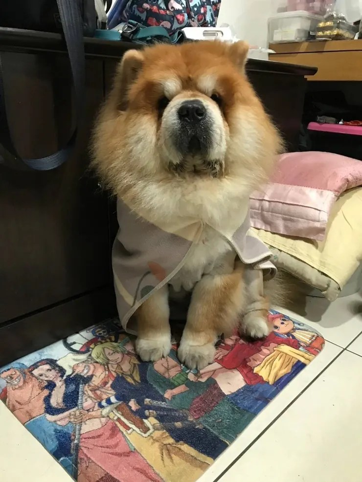 雷達即使變成小天使,仍不改憨厚天真的個性,祂說牠不懂的入夢,童言童語的說,希望媽麻能去天堂看祂(雷達媽媽提供)