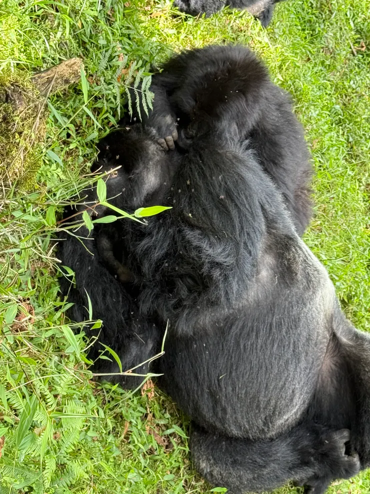 終於看到銀背大猩猩🦍