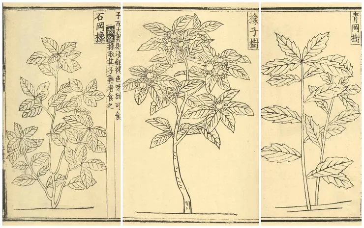 明代《救荒本草》記載三種可以救荒的橡食植物