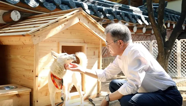 在2018年時，朝鮮領袖金正恩曾贈送給韓國總統文在寅一對白色朝鮮豐山犬，並入住青瓦台總統府。也因為總統文在寅養狗，因此他在禁食狗肉問題上往往表示支持。／香港01（Cheong Wa Dae）