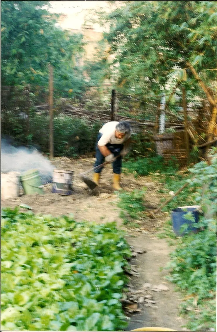 菜園裡工作中的阿嬤