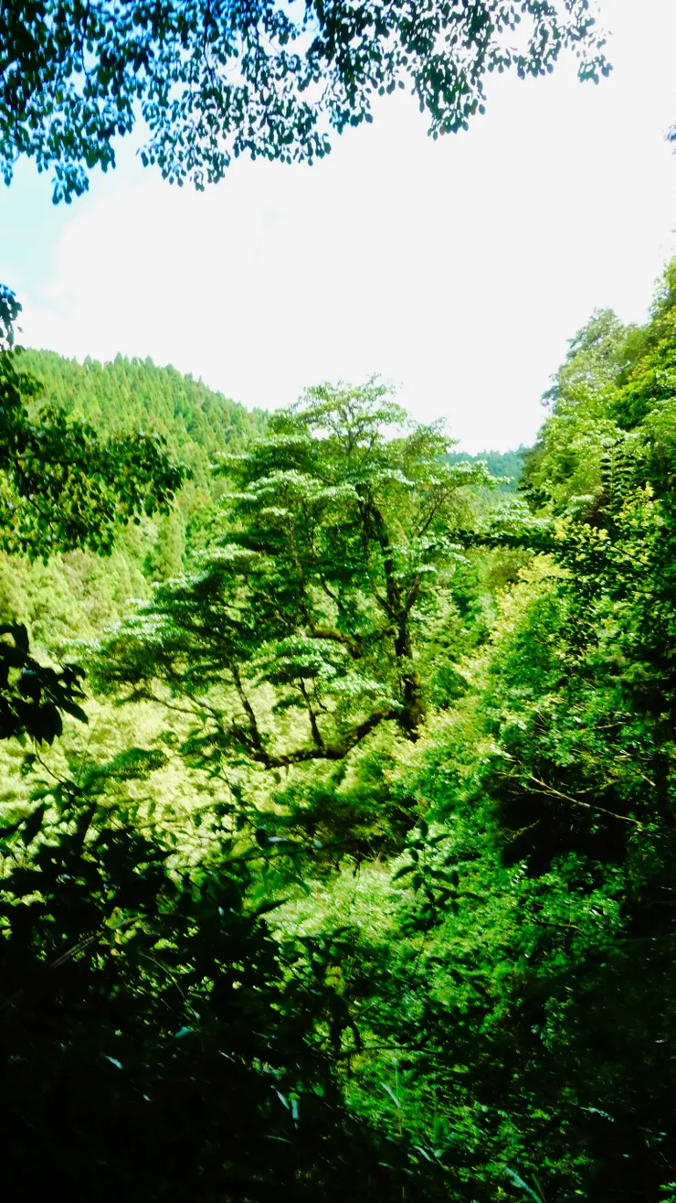 冰河孑遺植物昆欄樹