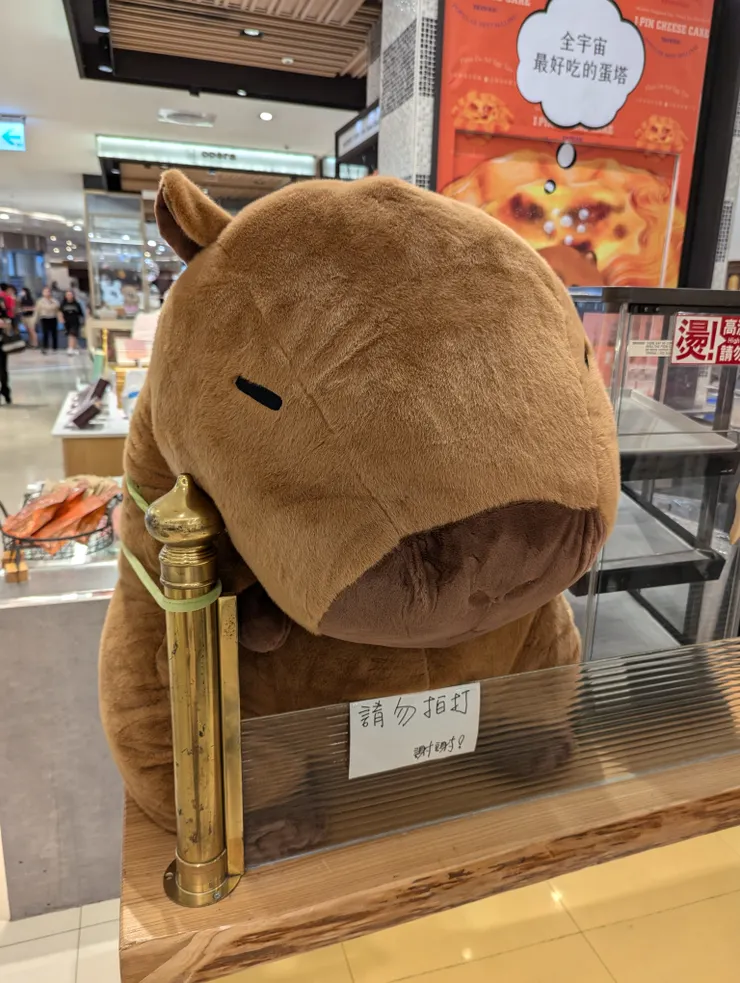 超大隻可愛的水豚君