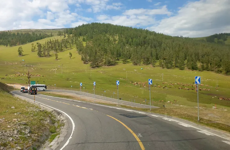 這裡牛羊成群是哈薩克族與圖瓦族的夏季放牧區