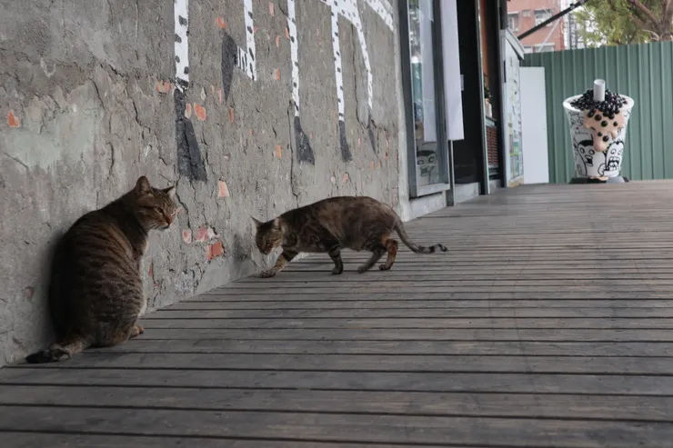 親人程度因貓而異，但靠近拍照甚至摸一下都不難喔