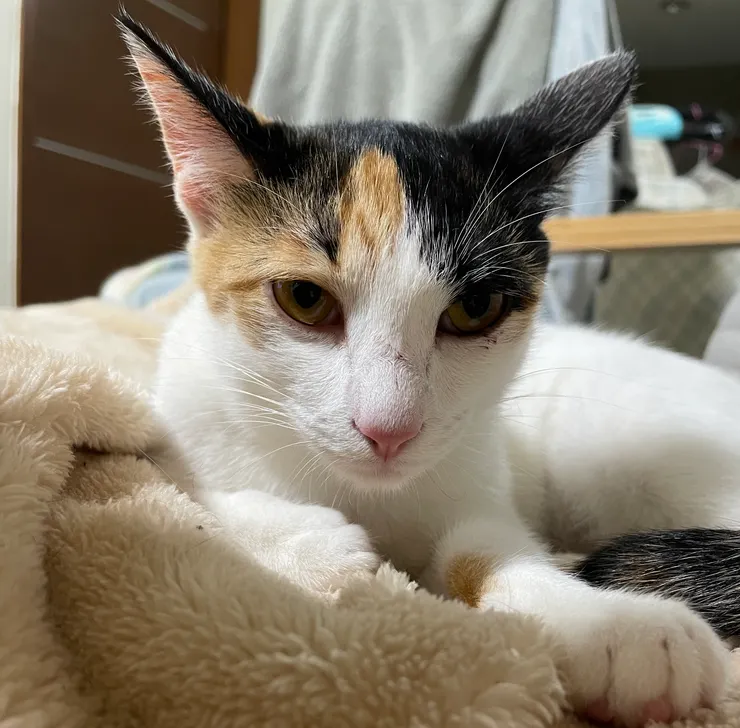 鼻子、左眼下各一條疤