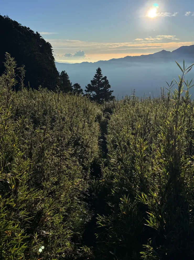 清晨光線有點迷幻感。前晚下雨，往喀拉業需要鑽溼箭竹～所以雨衣雨褲全上！！