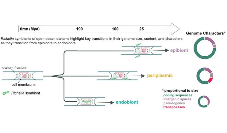 矽藻與藍綠菌的共生演化。圖片取自Curr. Biol.