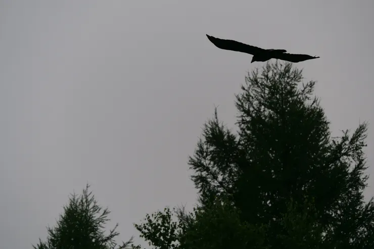 以爲是什麽猛禽,原來是渡鴉