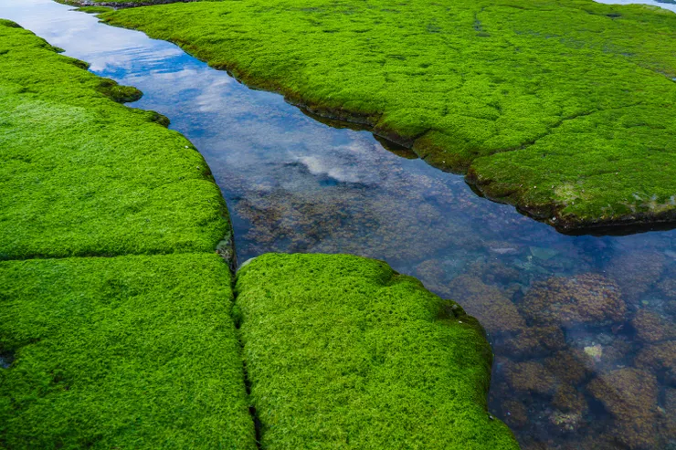 和平島地質公園 海藻