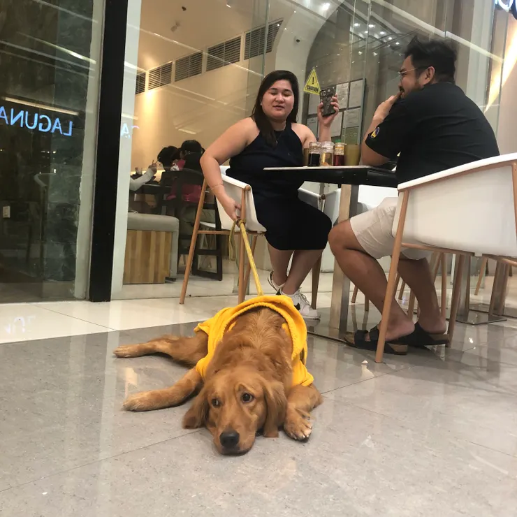 在SM看到超可愛的大狗狗